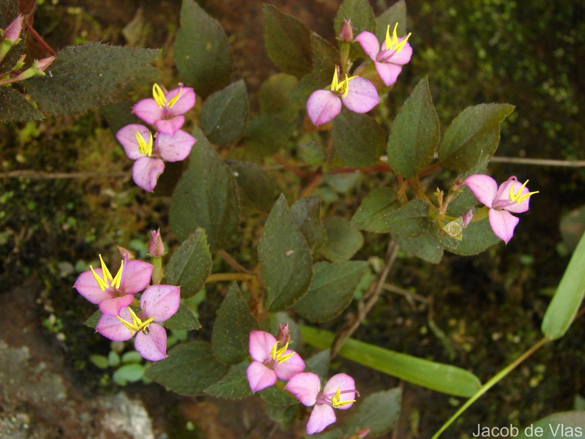 Sonerila crassicaulis Lundin